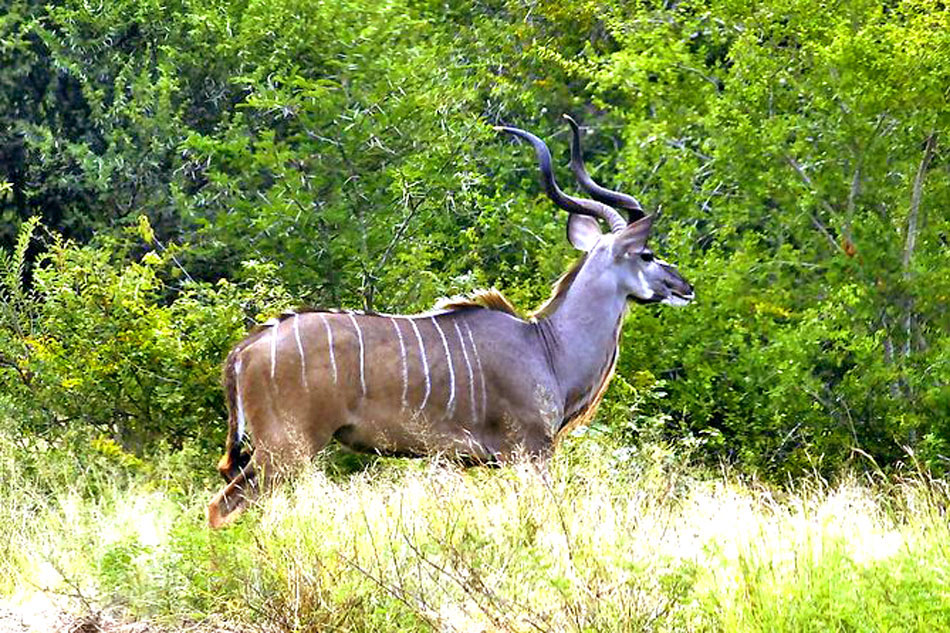 Kudu Bull