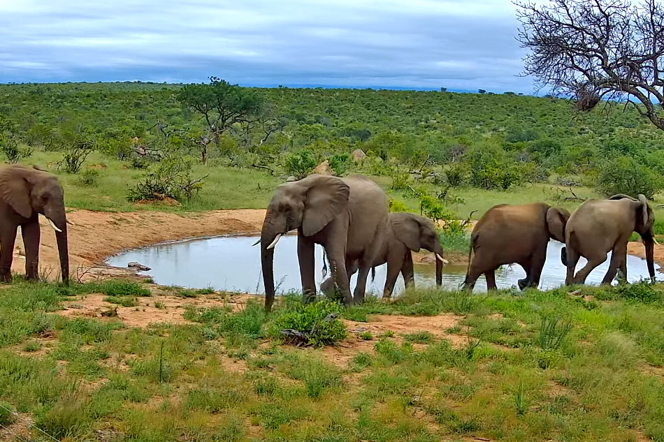 elephants in olifants west reserve