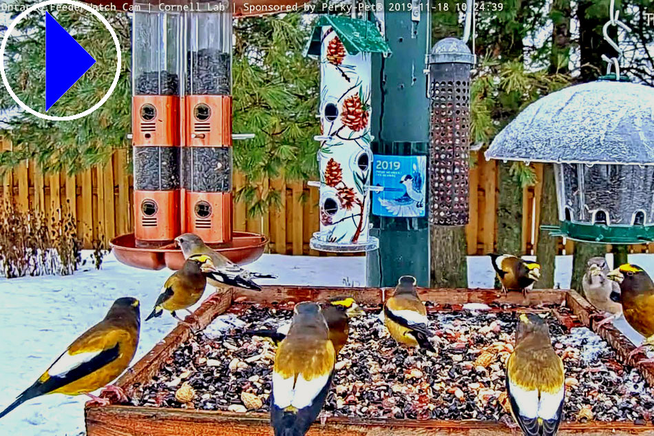 birds at a feeder in ontario