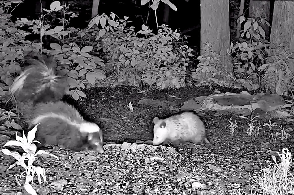 opossum and skunk feeding at night