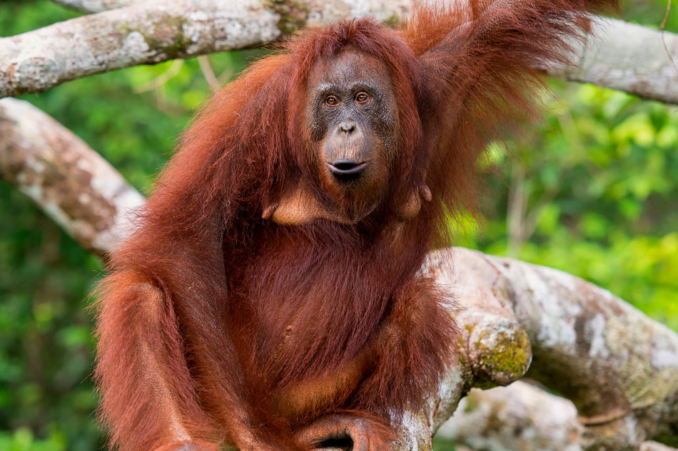 orangutan on a tree branch