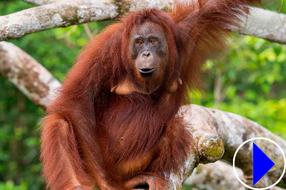  Bornean Orangutan