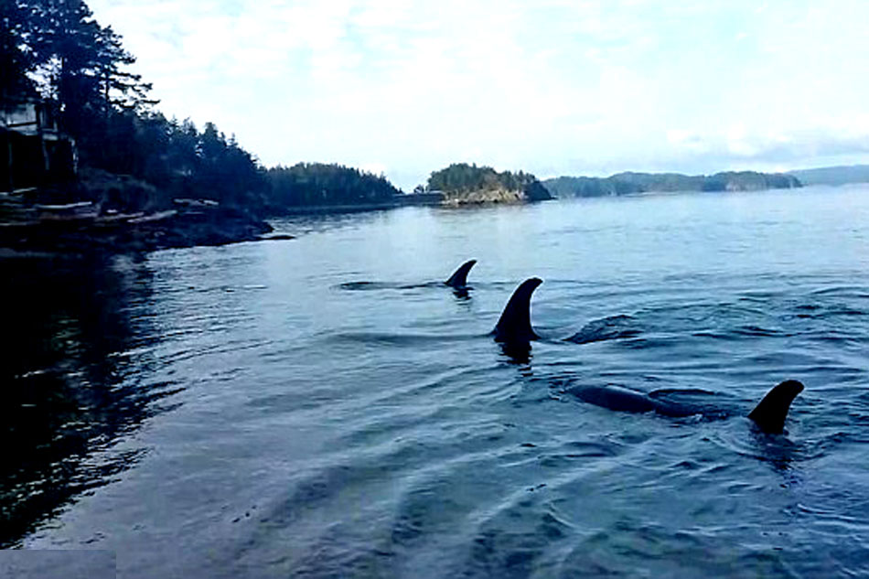 orcas beach rubbing