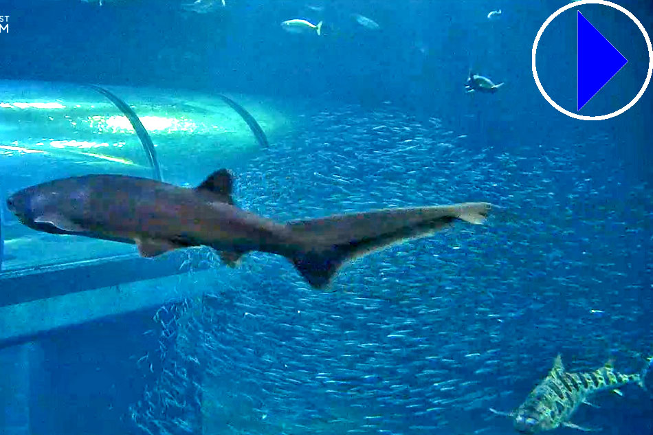 sharks at oregon aquarium