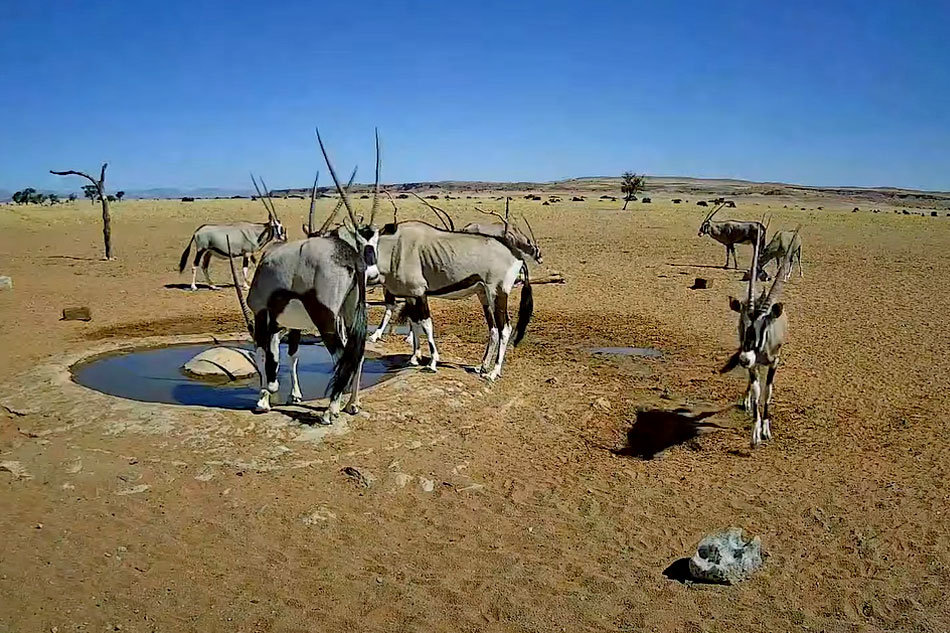 oryx at a waterhole