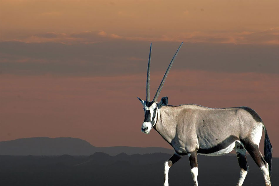 Oryx in Namibia