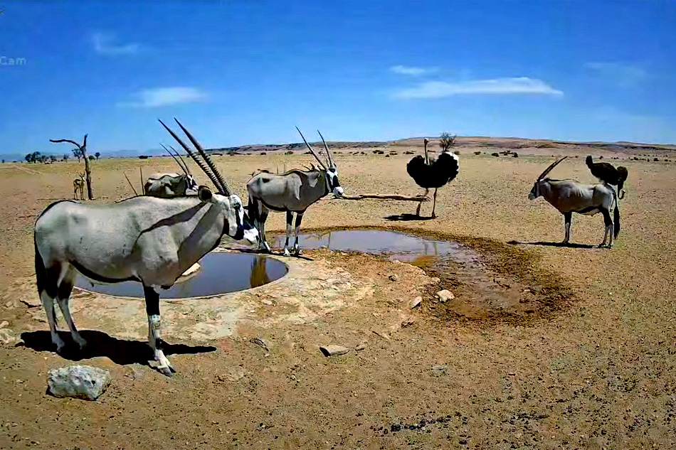 Oryx in Namibia