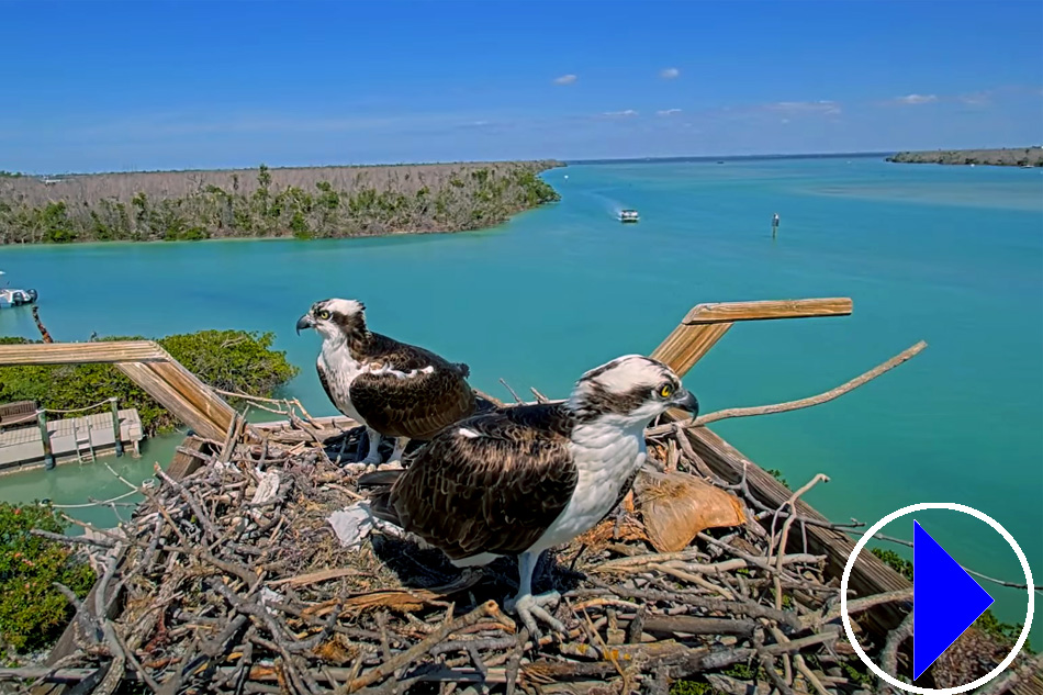 ospreys at captiva island