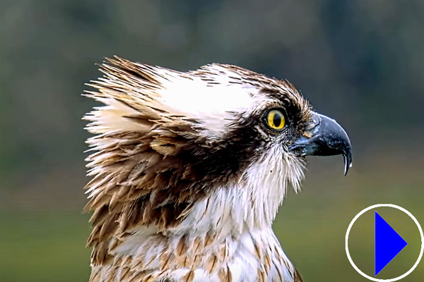 osprey head close up