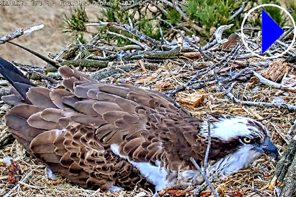 osprey sitting on its nest