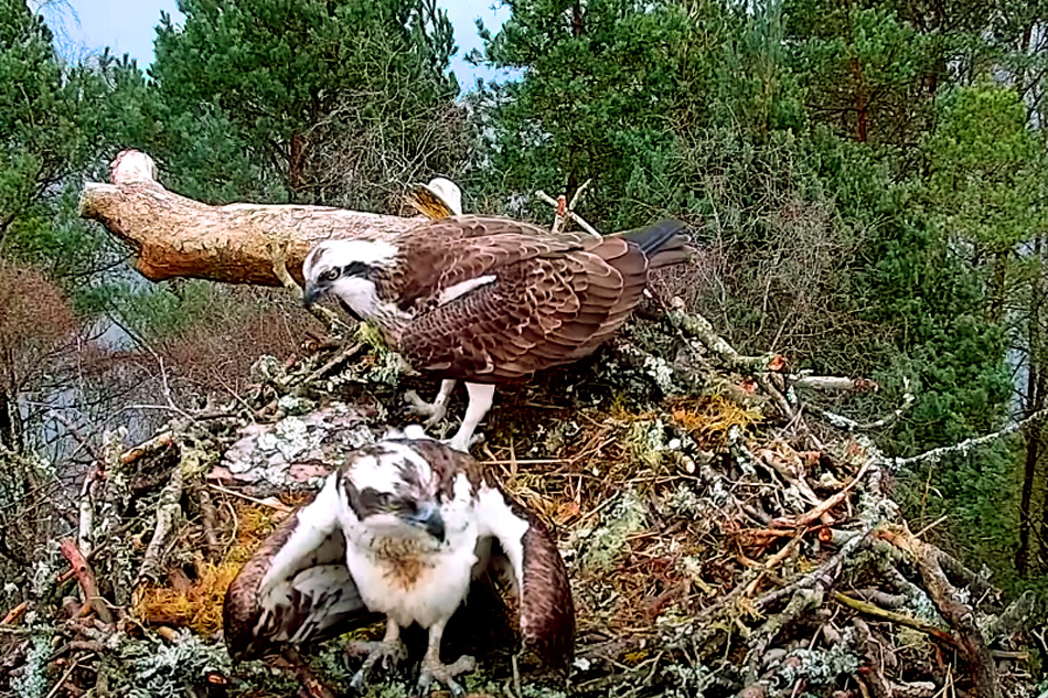 Osprey on a nest