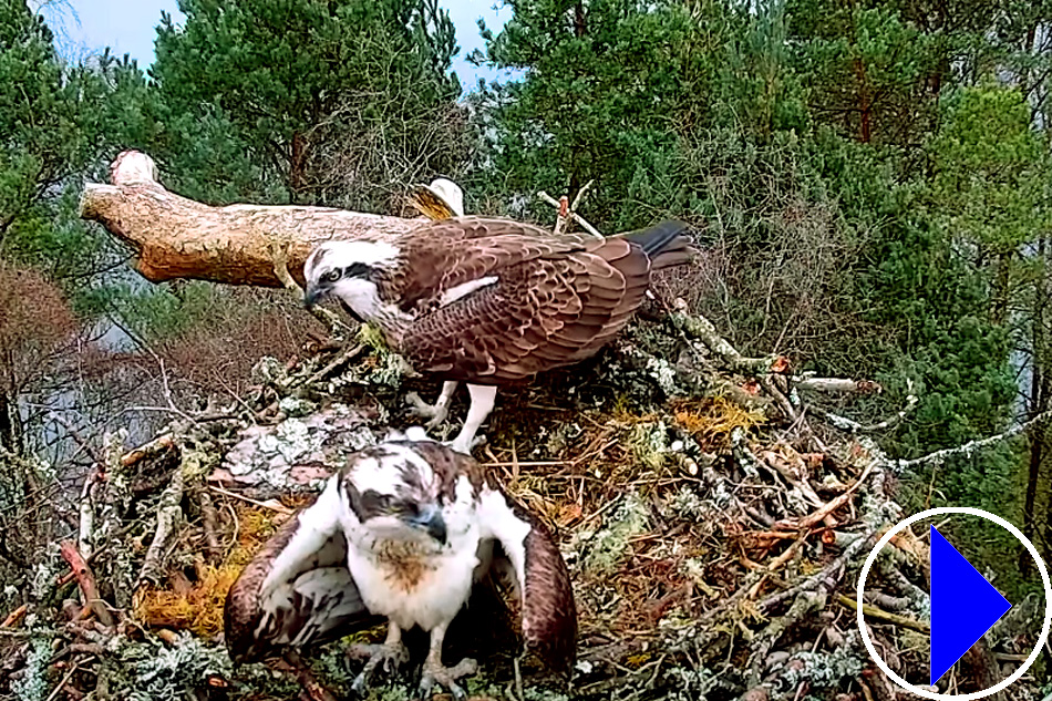 osprey at loch of the lowes scotland