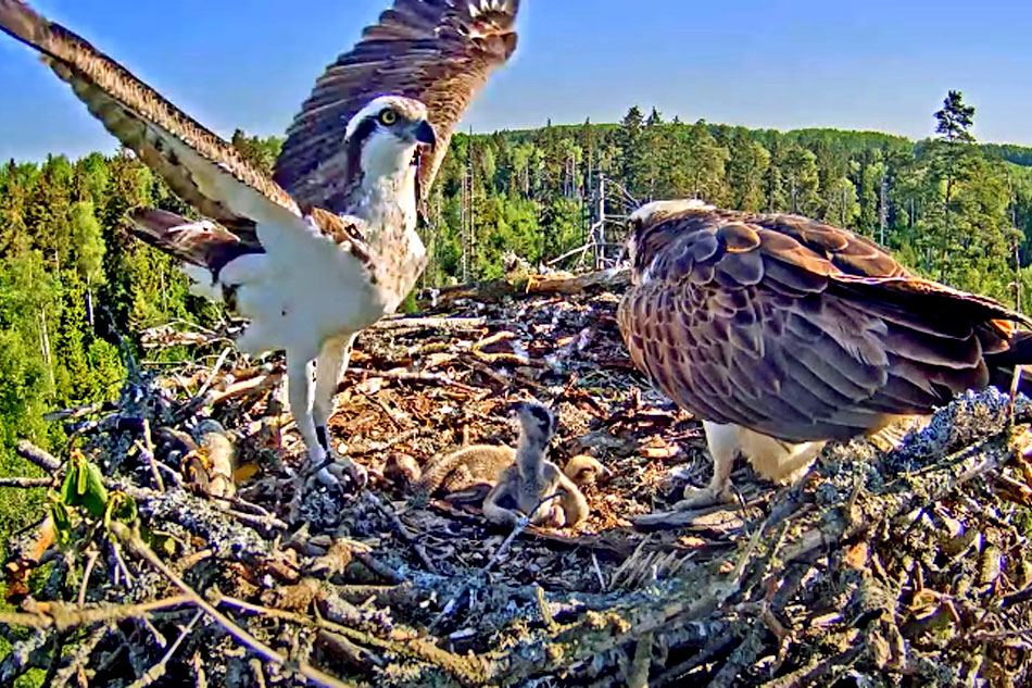 ospreys on a nest