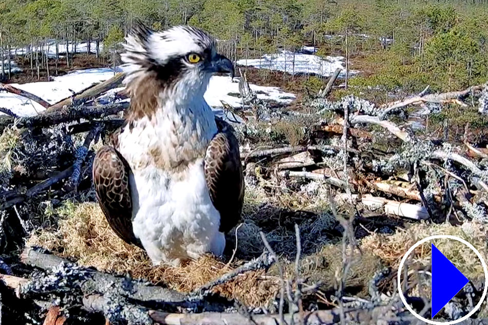 osprey on its nest in finland