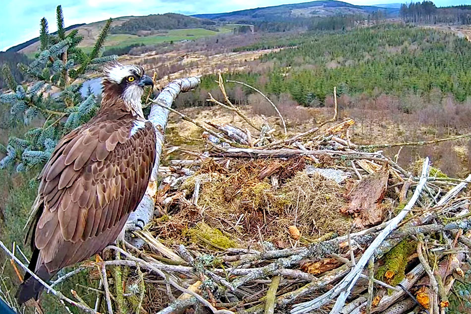 osprey in hafren forest