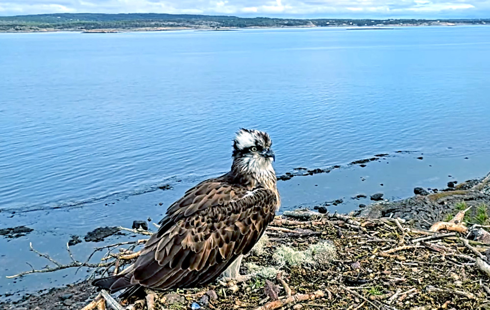 osprey on a nest in norway