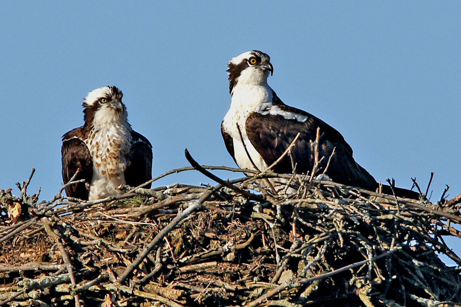 Live Webcam of Ospreys Breeding