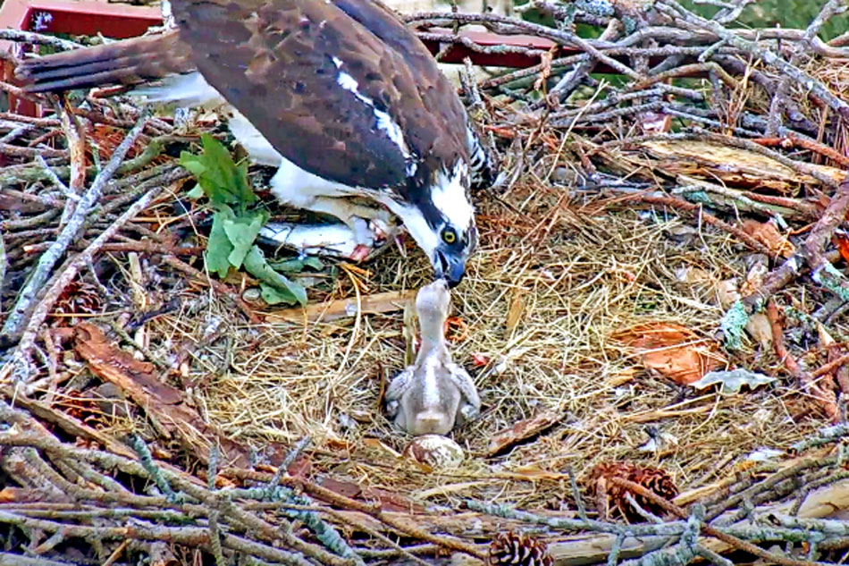 osprey feeding a chick