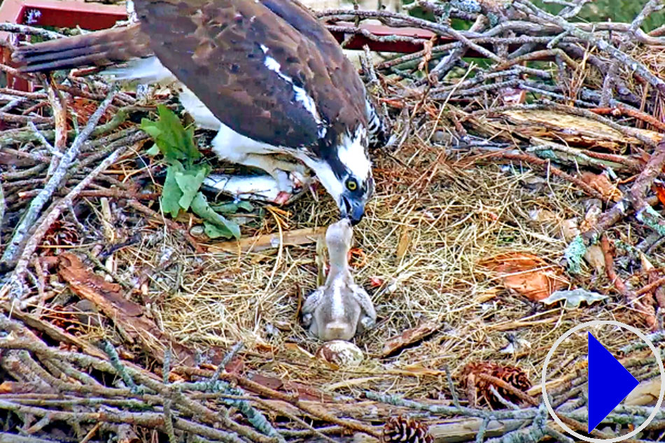 osprey feeding a chick