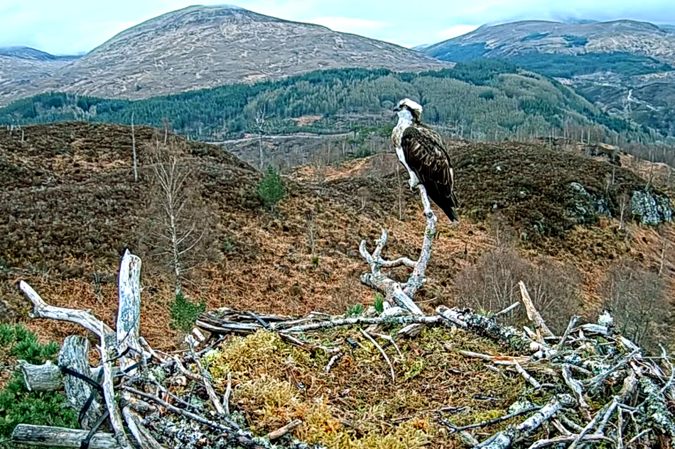 osprey at loch arkaig