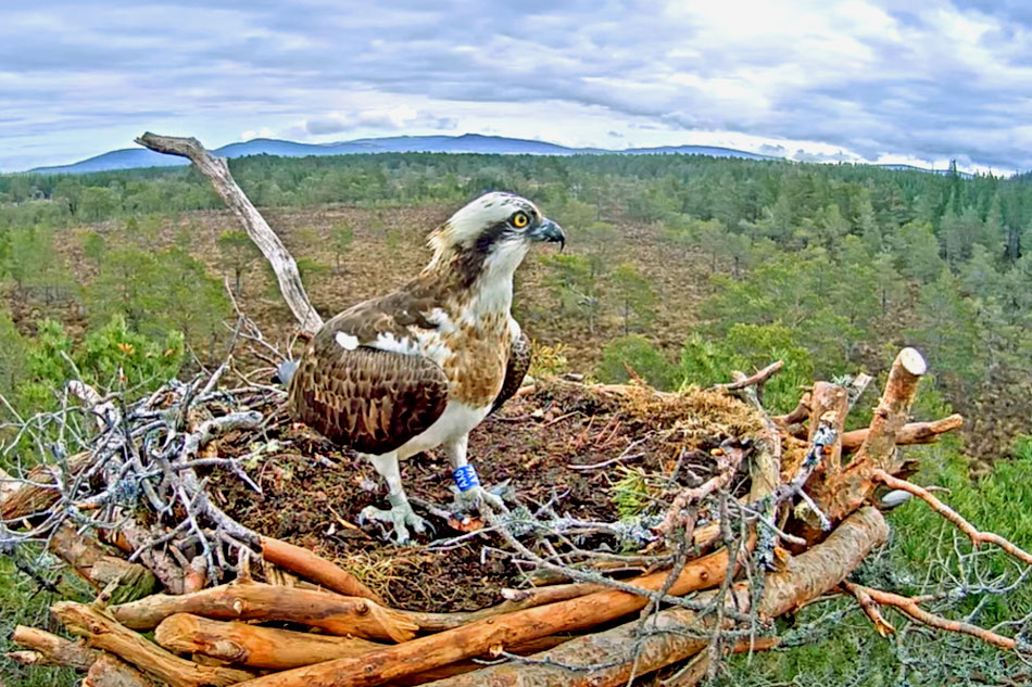 osprey nest at loch garten