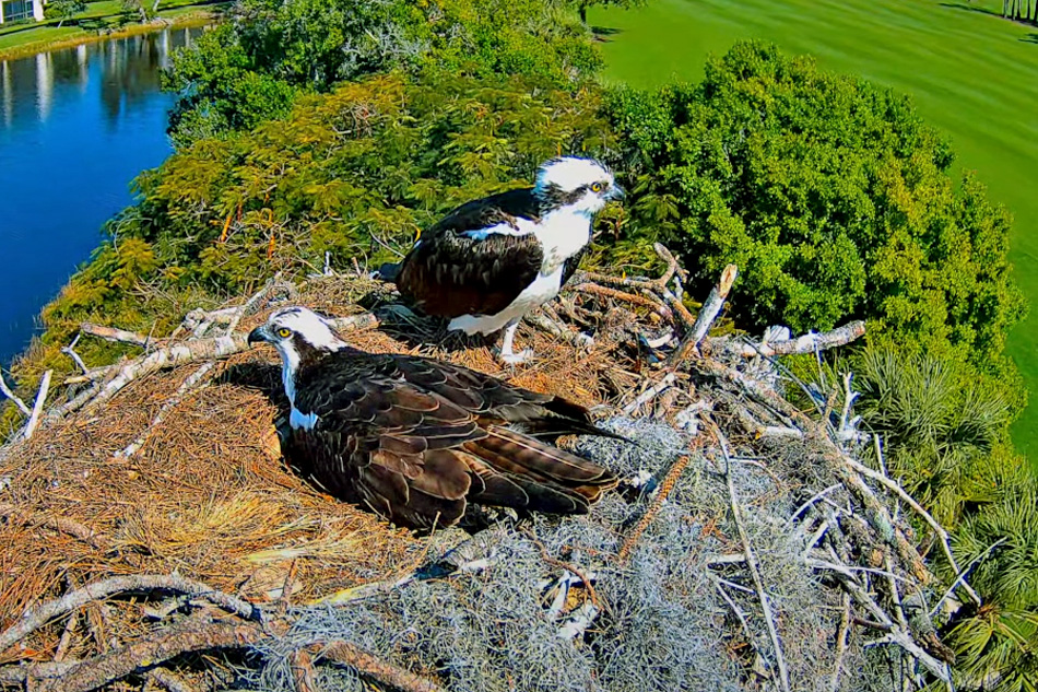 osprey nest in naples florida