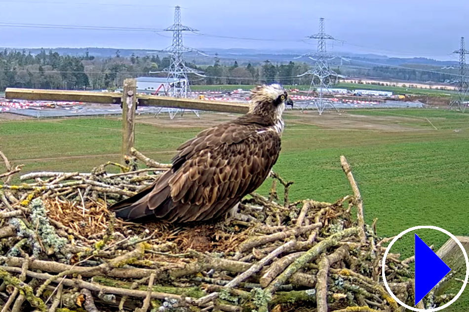 osprey sitting on its nest