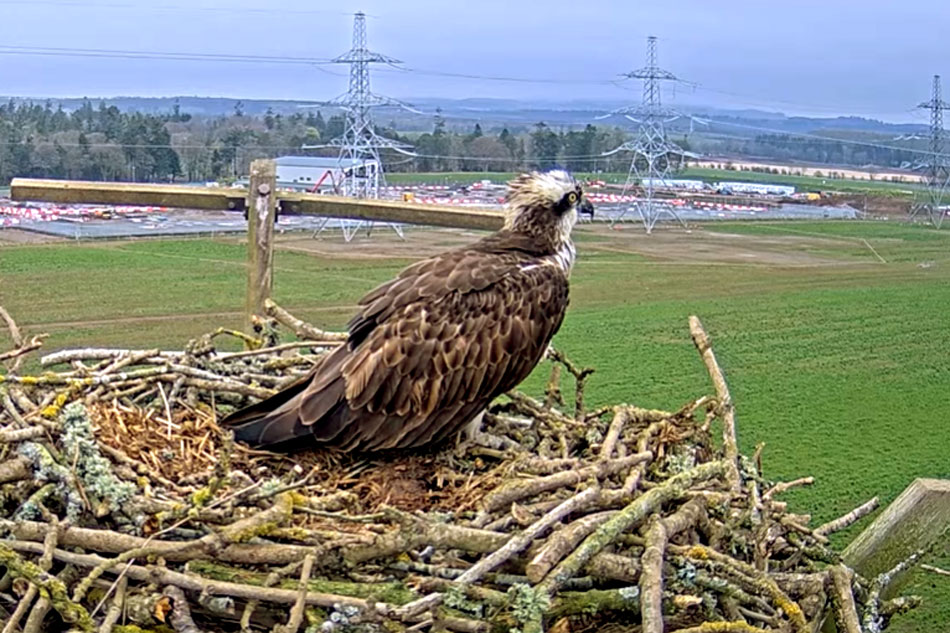 osprey nest in alyth