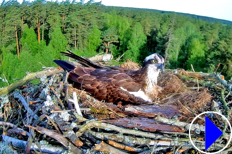 osprey nesting in poland