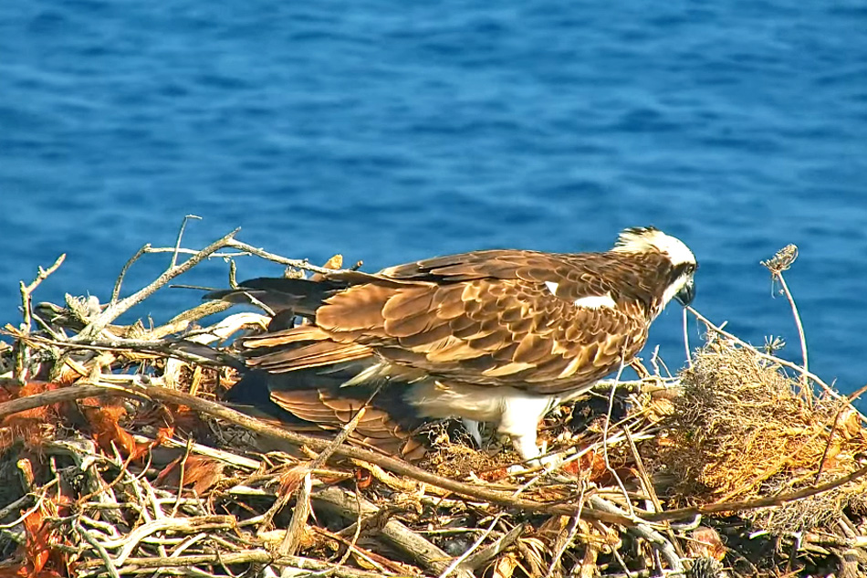 osprey on a nest in majorca