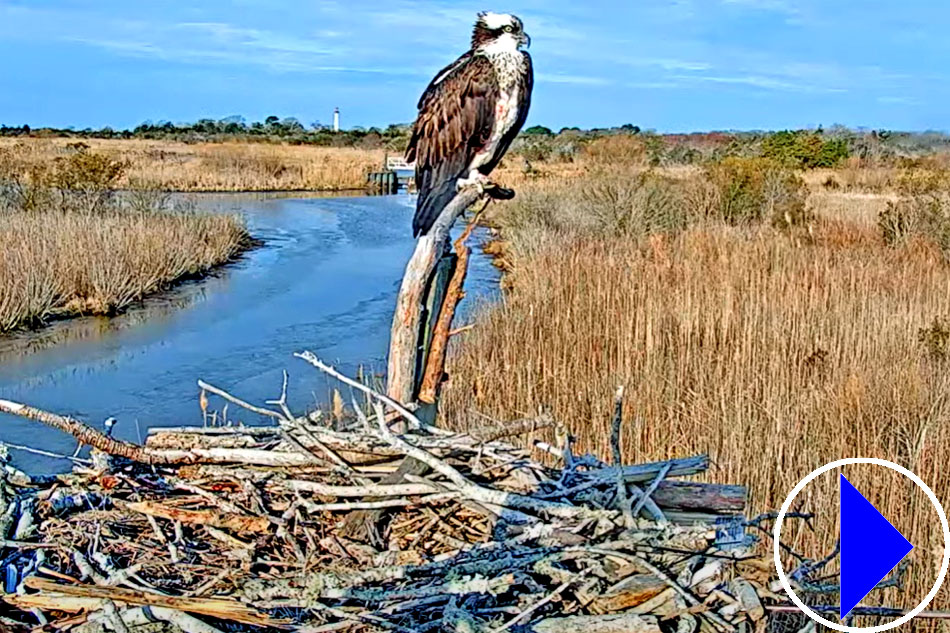 osprey at its nest in new jersey