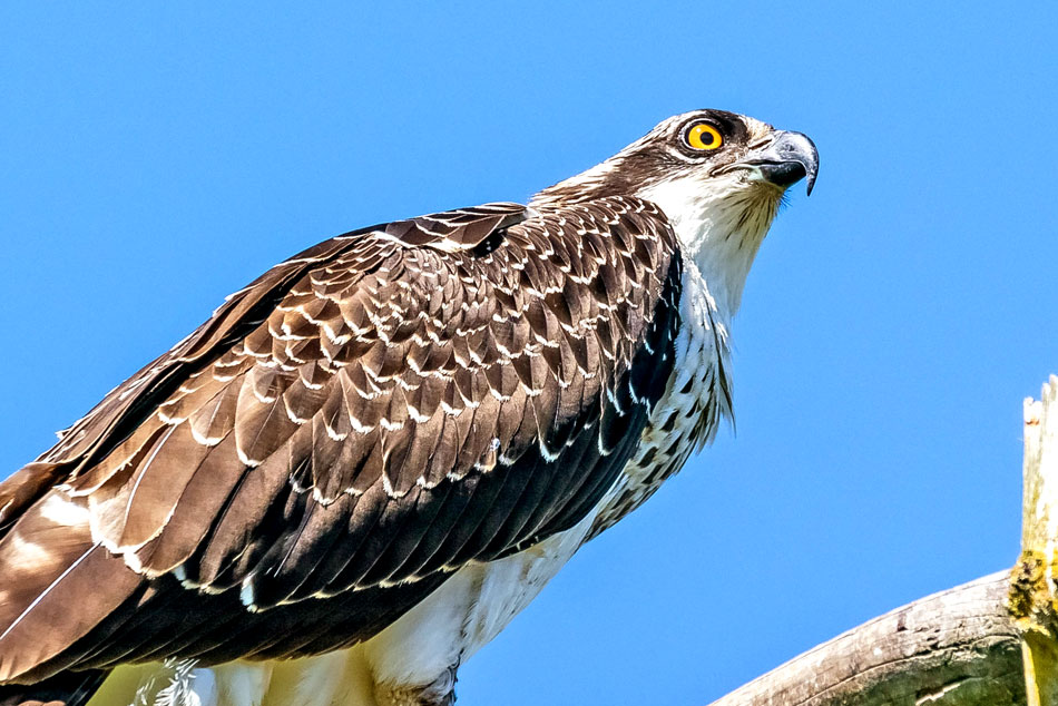 Osprey 