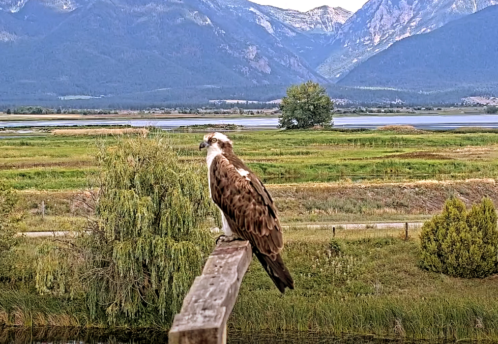 osprey om a perch in ninepipes national wildlife refuge