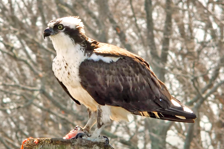 osprey sitting on a post