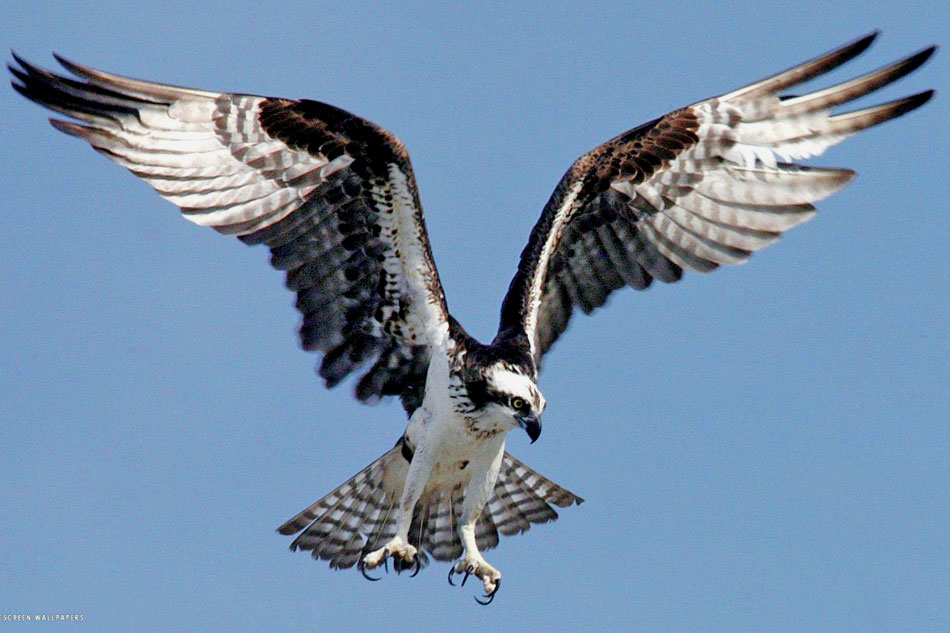 osprey in flight