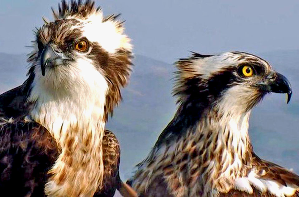 pair of ospreys