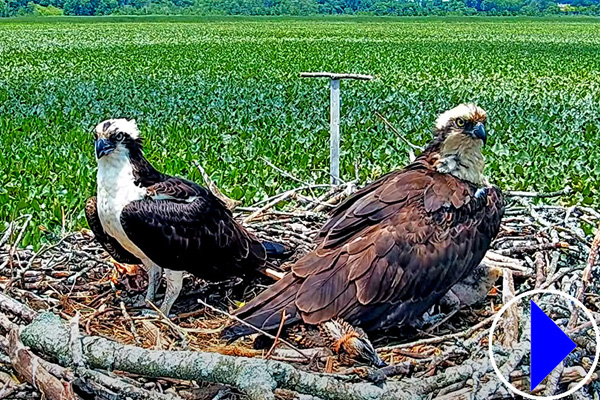 nesting ospreys in maryland