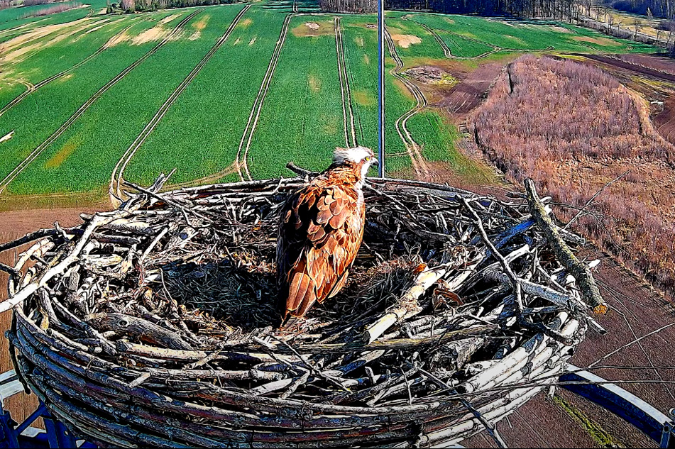 osprey on a nest in poland