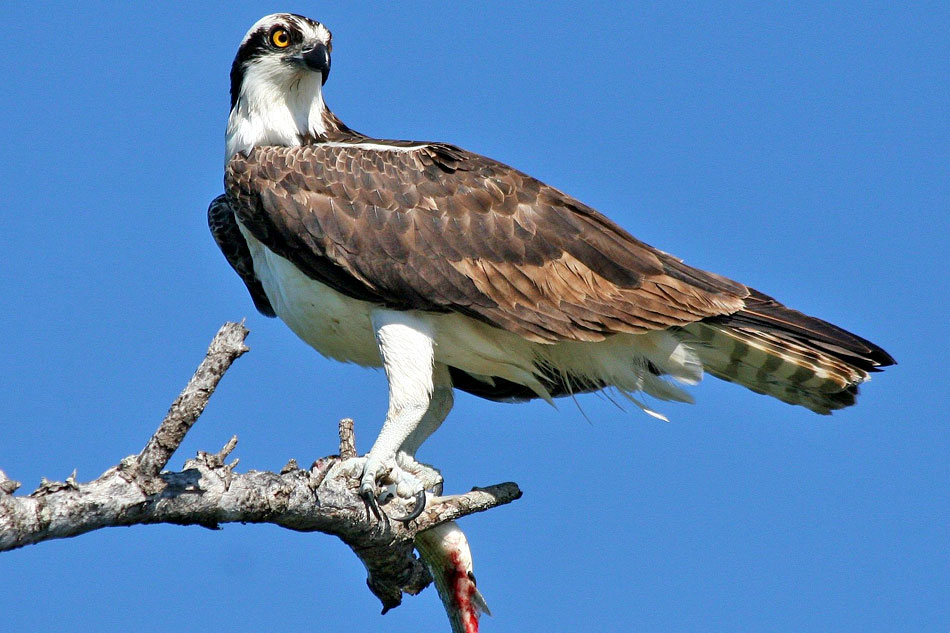 Osprey on a dead tree branch