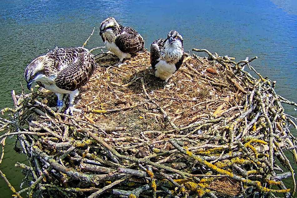 Osprey landing on a nest