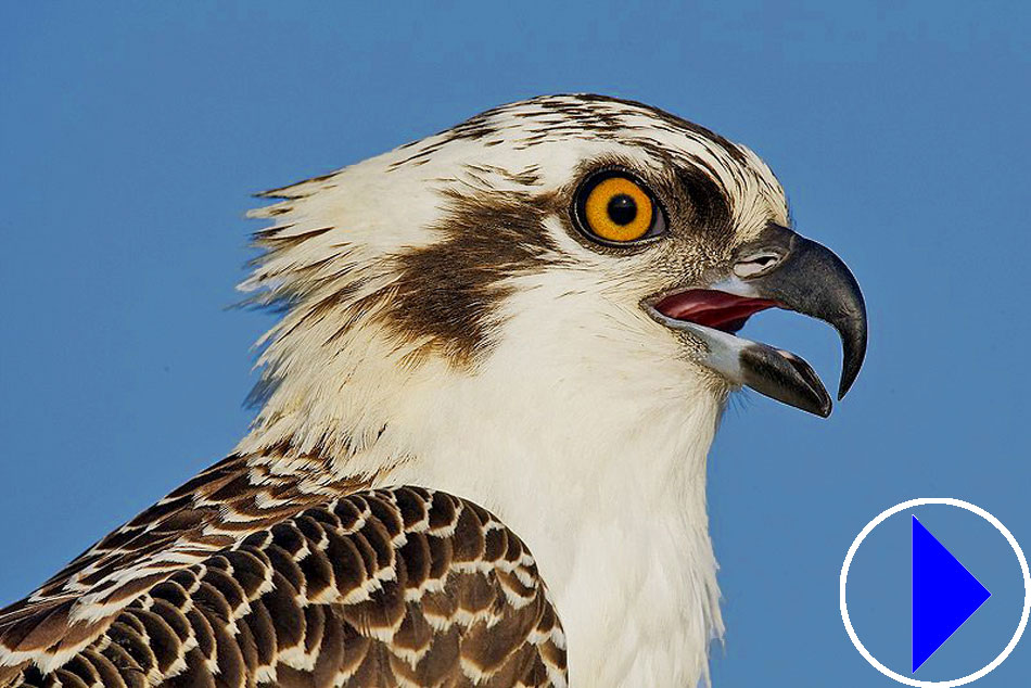 osprey head