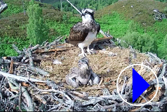 ospreys on the nest