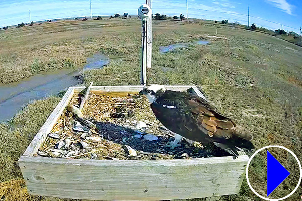ospreys at stone harbour in new jersey