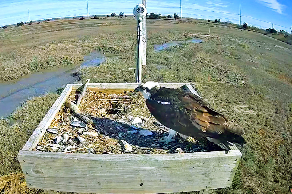 osprey nest stone harbor