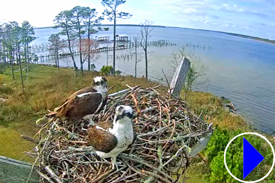 ospreys nesting at wolf bay in alabama