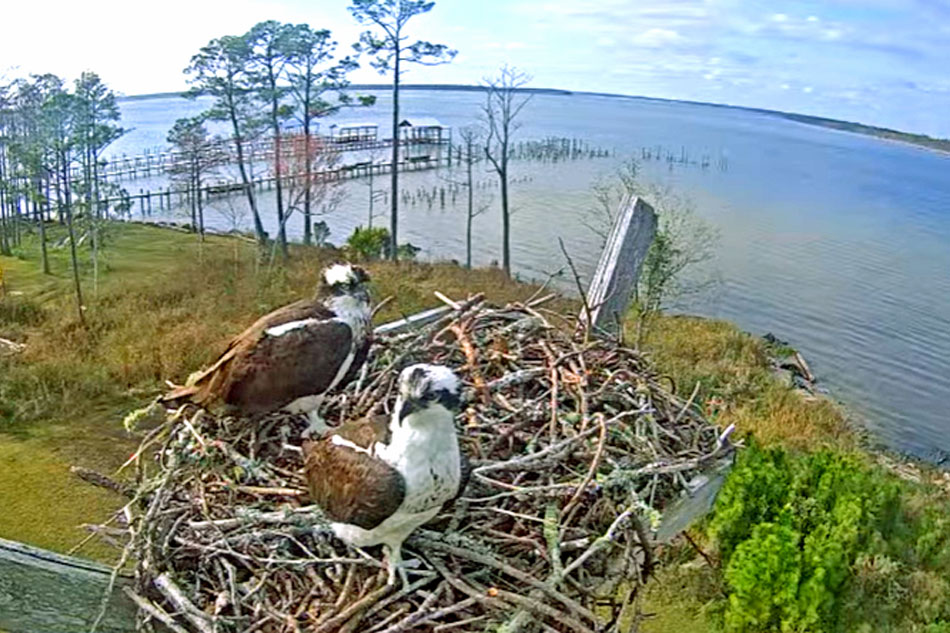 osprey nest in alabama