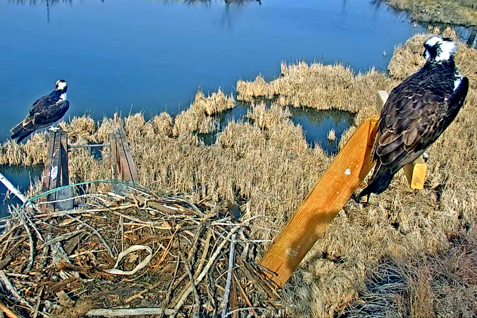 ospreys in colorado