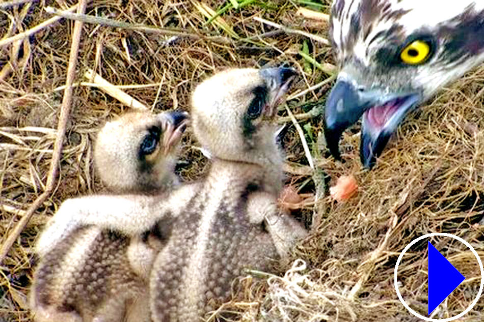 osprey feeding chicks