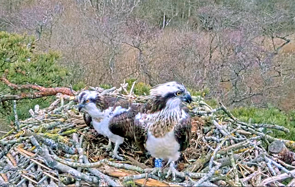 two ospreys on a nest in norfolk england