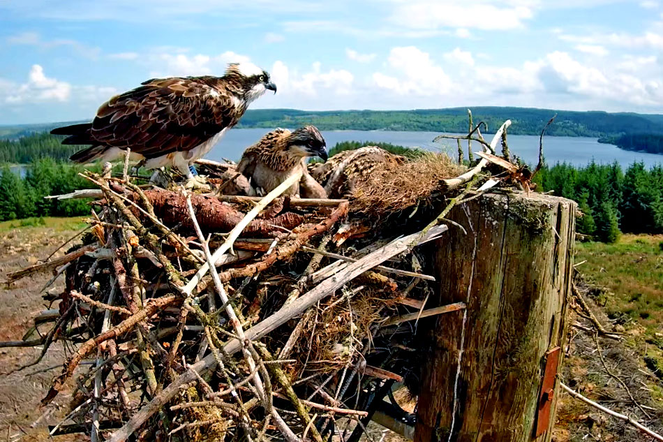 osprey nest at kielder water